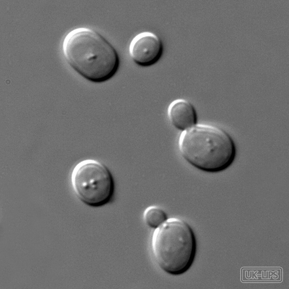 ATP Precursor — ATP precursors used in cosmetics are typically produced by fermentation of yeast (Sacch… | UK Lips ingredient guide