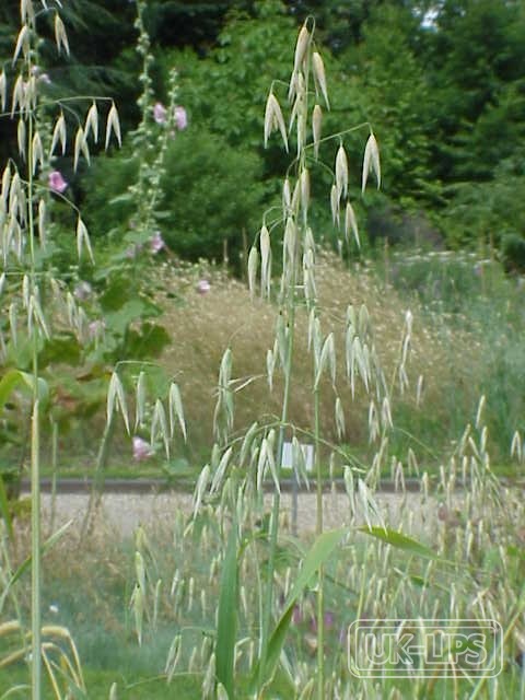 Avena Sativa (Oat) Kernel — Avena Sativa is the botanical name for the common oat plant. The kernels are the edible… | UK Lips ingredient guide