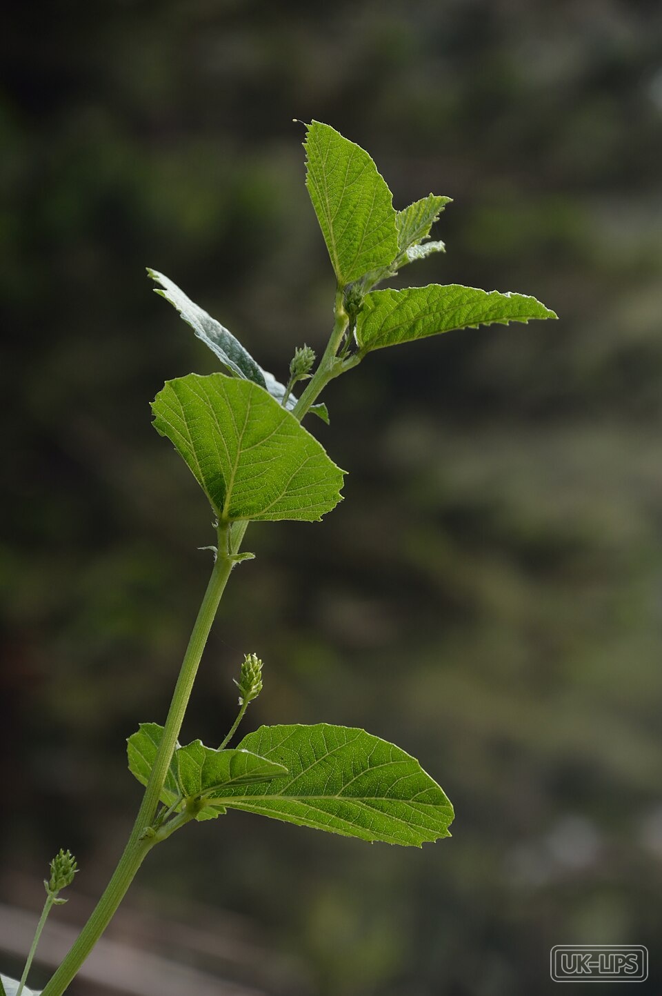 Bakuchiol — Bakuchiol is naturally sourced from the seeds and leaves of the Psoralea corylifolia pl… | UK Lips ingredient guide
