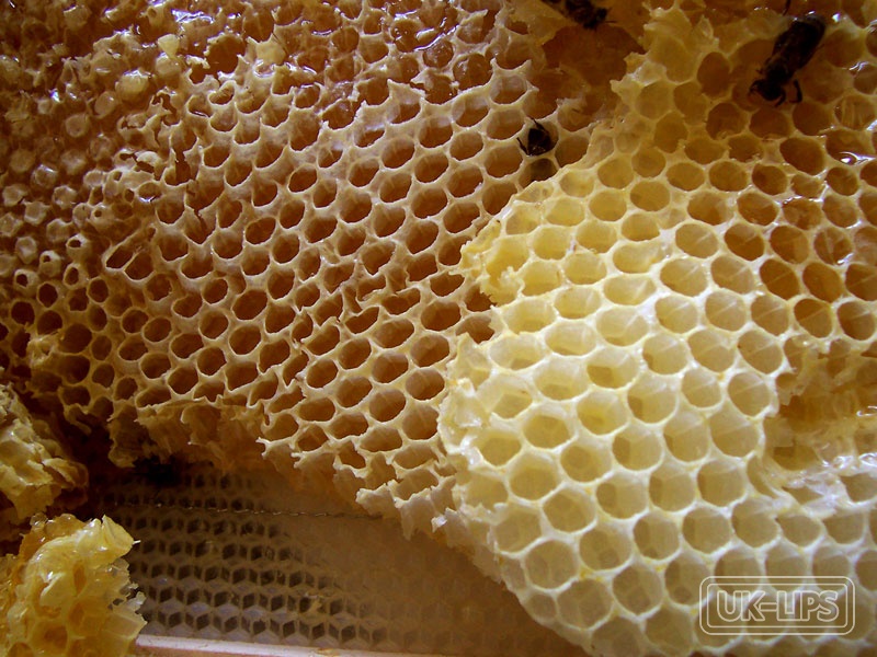 Beeswax — Beeswax is a natural substance secreted by the wax glands of honeybees (Apis mellifera)… | UK Lips ingredient guide