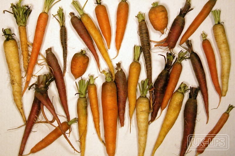 Beta-Carotene — Beta-Carotene is naturally sourced from plants such as carrots, sweet potatoes, pumpkin… | UK Lips ingredient guide