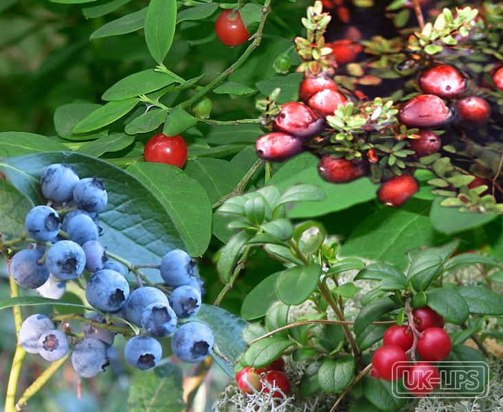Bilberry Seed Oil — Bilberry seed oil is cold-pressed from the seeds of Vaccinium myrtillus, a small shrub … | UK Lips ingredient guide
