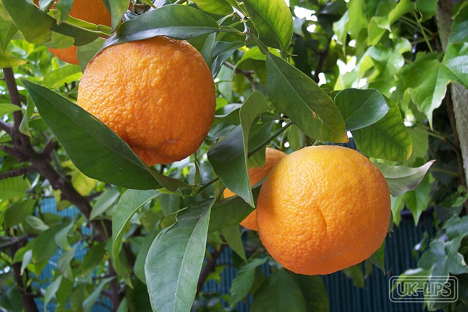 Blood Orange — Blood orange is a natural citrus fruit (Citrus sinensis var. Moro), a pigmented variety… | UK Lips ingredient guide