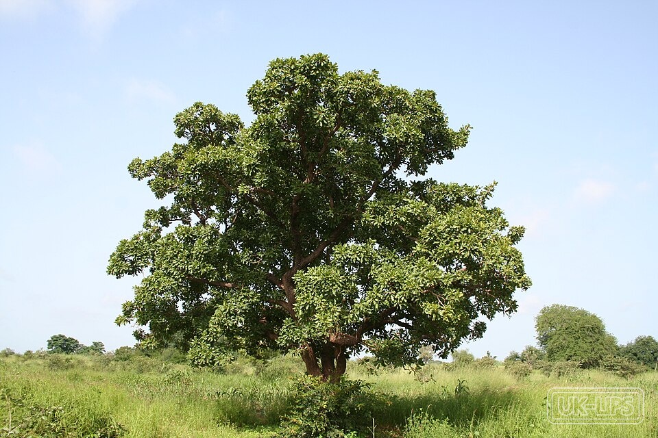 Butyrospermum Parkii (Shea) Butter — Butyrospermum Parkii (Shea) Butter is obtained from the nuts of the shea tree (Vitellar… | UK Lips ingredient guide