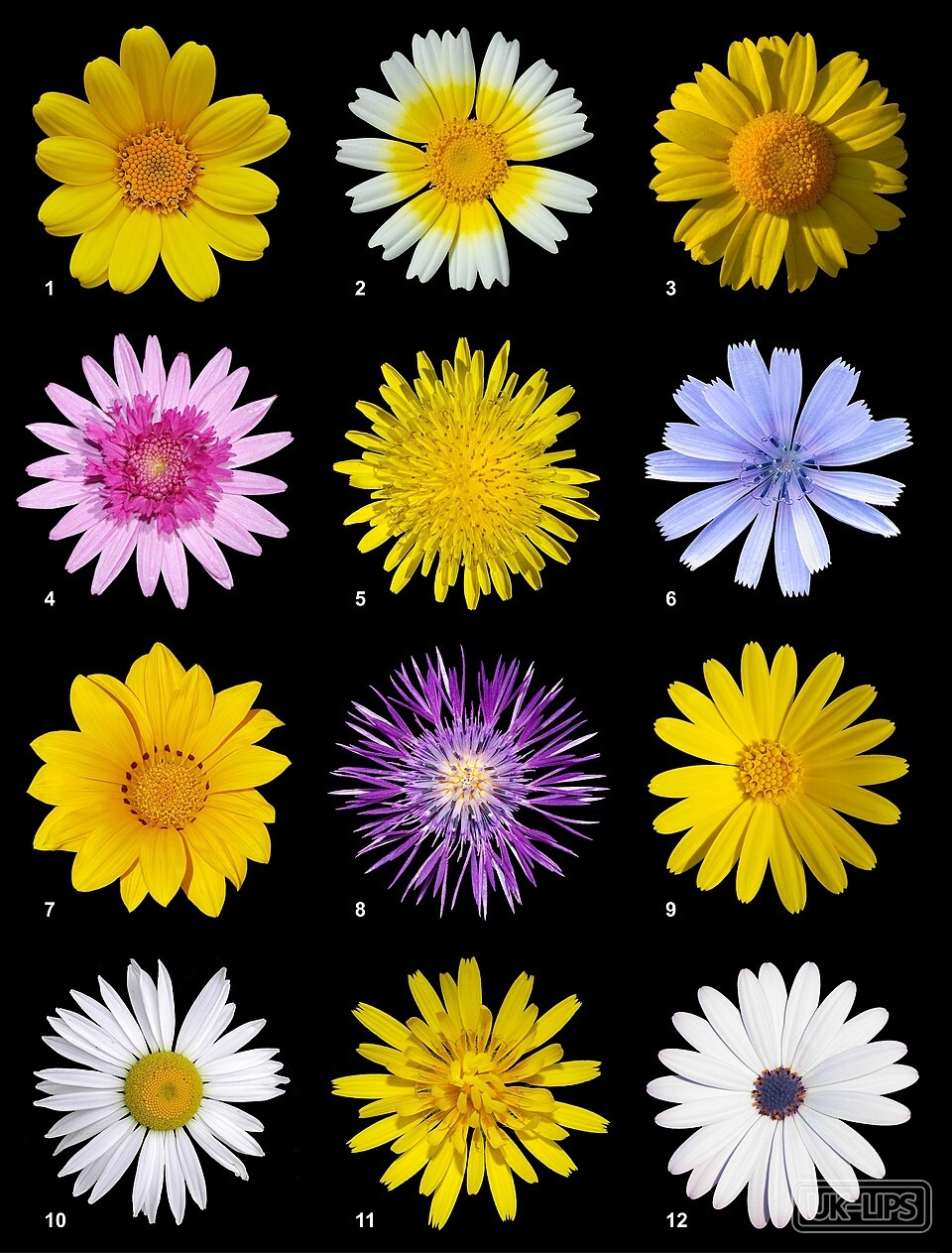 Calendula Officinalis Flower Extract — Calendula Officinalis Flower Extract is obtained from the flowers of the Calendula offi… | UK Lips ingredient guide