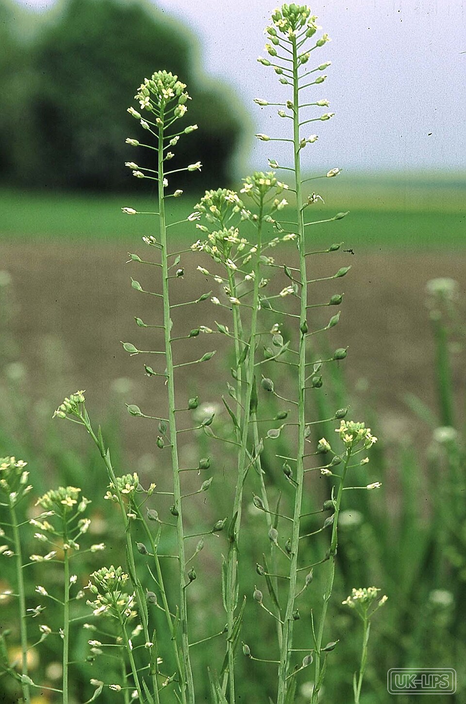 Camelina Oil — Camelina oil is cold-pressed from the seeds of Camelina sativa, an ancient flowering pl… | UK Lips ingredient guide