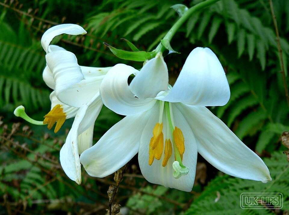 Casa Blanca Lily — Casa Blanca Lily is derived from the flowers of Lilium candidum, commonly known as the … | UK Lips ingredient guide