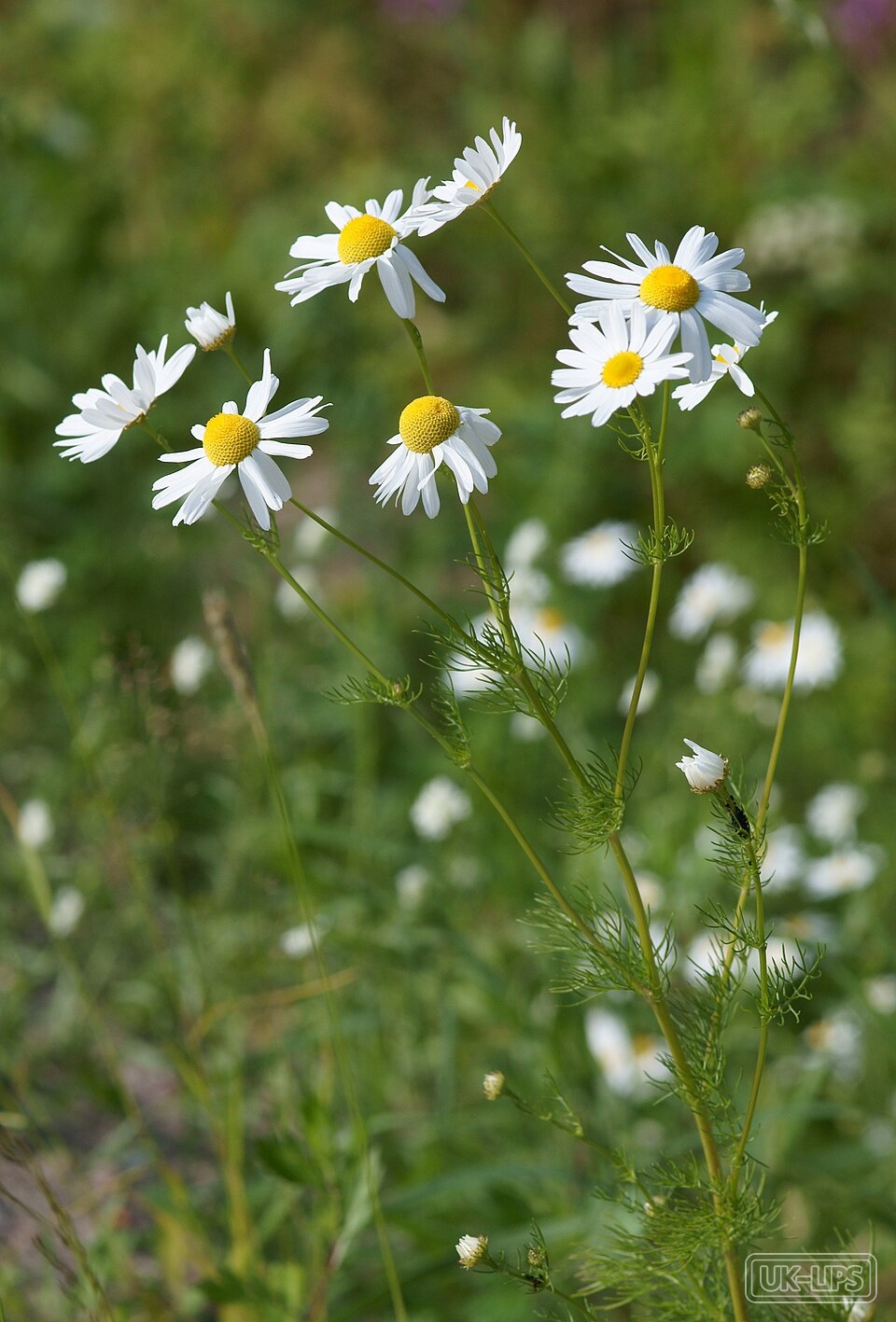 Chamomile Essential Oil — Chamomile essential oil is steam-distilled from the daisy-like flowers of the chamomile… | UK Lips ingredient guide