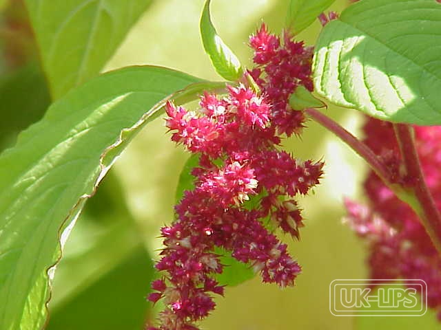 Chenopodium Quinoa Seed Extract — Chenopodium Quinoa Seed Extract is obtained from the seeds of the quinoa plant (Chenopo… | UK Lips ingredient guide