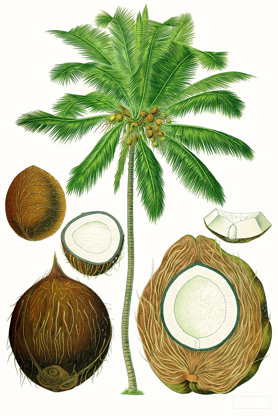 Coconut Water — Coconut water is the clear liquid endosperm harvested from young, green coconuts of the… | UK Lips ingredient guide