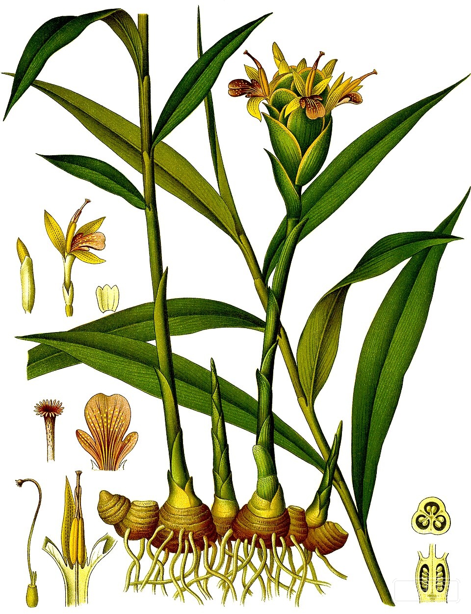 Curcuma Longa (Turmeric) Root Extract — Curcuma Longa Root Extract is obtained from the underground rhizomes of the turmeric pl… | UK Lips ingredient guide