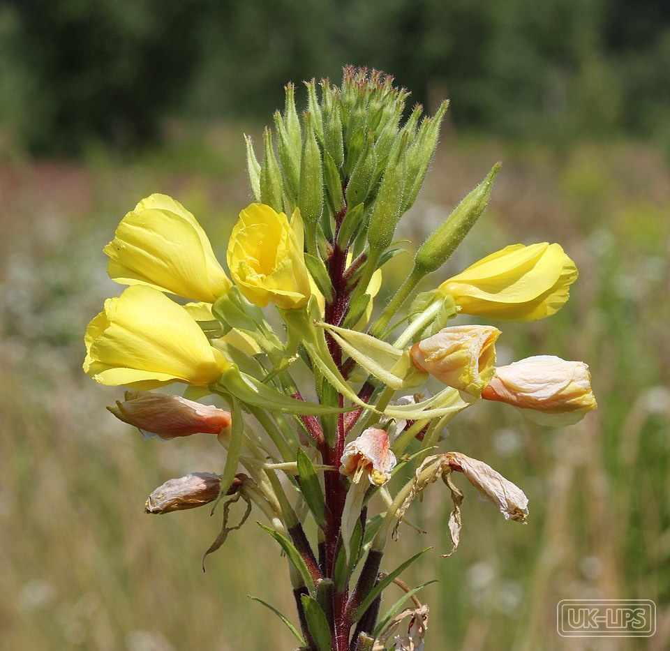 Evening primrose oil — Evening primrose oil is cold-pressed from the tiny seeds of the evening primrose flower… | UK Lips ingredient guide