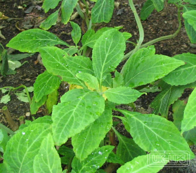 Evodia Rutaecarpa Fruit Extract — Evodia Rutaecarpa Fruit Extract is obtained from the dried, unripe fruit of the Evodia … | UK Lips ingredient guide