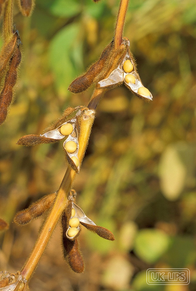 Genistein — Genistein is a naturally occurring isoflavone found primarily in soya beans. It can als… | UK Lips ingredient guide