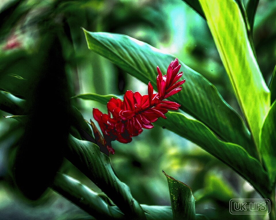 Ginger Lily — Ginger Lily, also known as Hedychium coronarium, is a perennial flowering plant in the … | UK Lips ingredient guide