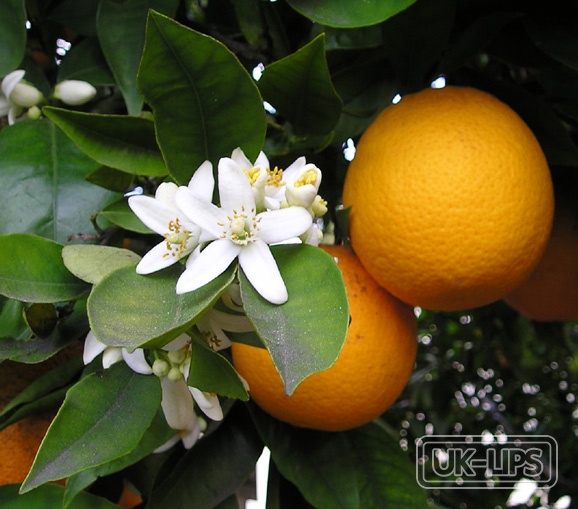 Green Mandarin and Bergamot — Green mandarin comes from the peel of unripe Citrus reticulata fruit, while bergamot is… | UK Lips ingredient guide