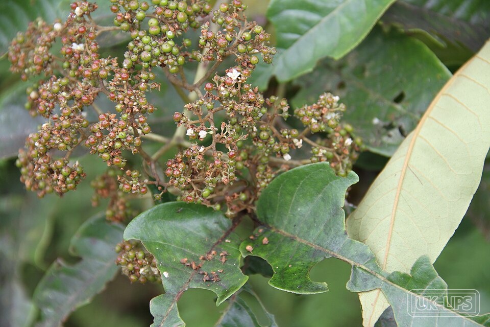 Harungana Madagascariensis Extract — Harungana Madagascariensis Extract is obtained from the bark of the Harungana madagasca… | UK Lips ingredient guide