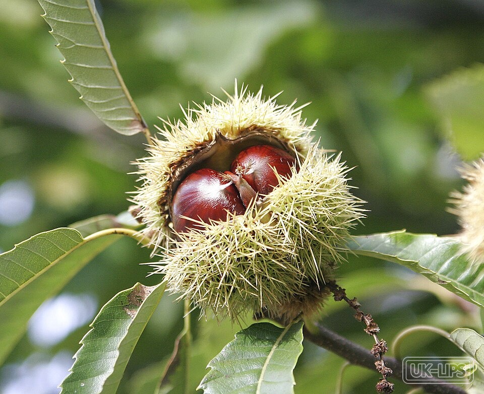Horse Chestnut Extract — Horse Chestnut Extract is obtained from the seeds of the horse chestnut tree (Aesculus … | UK Lips ingredient guide
