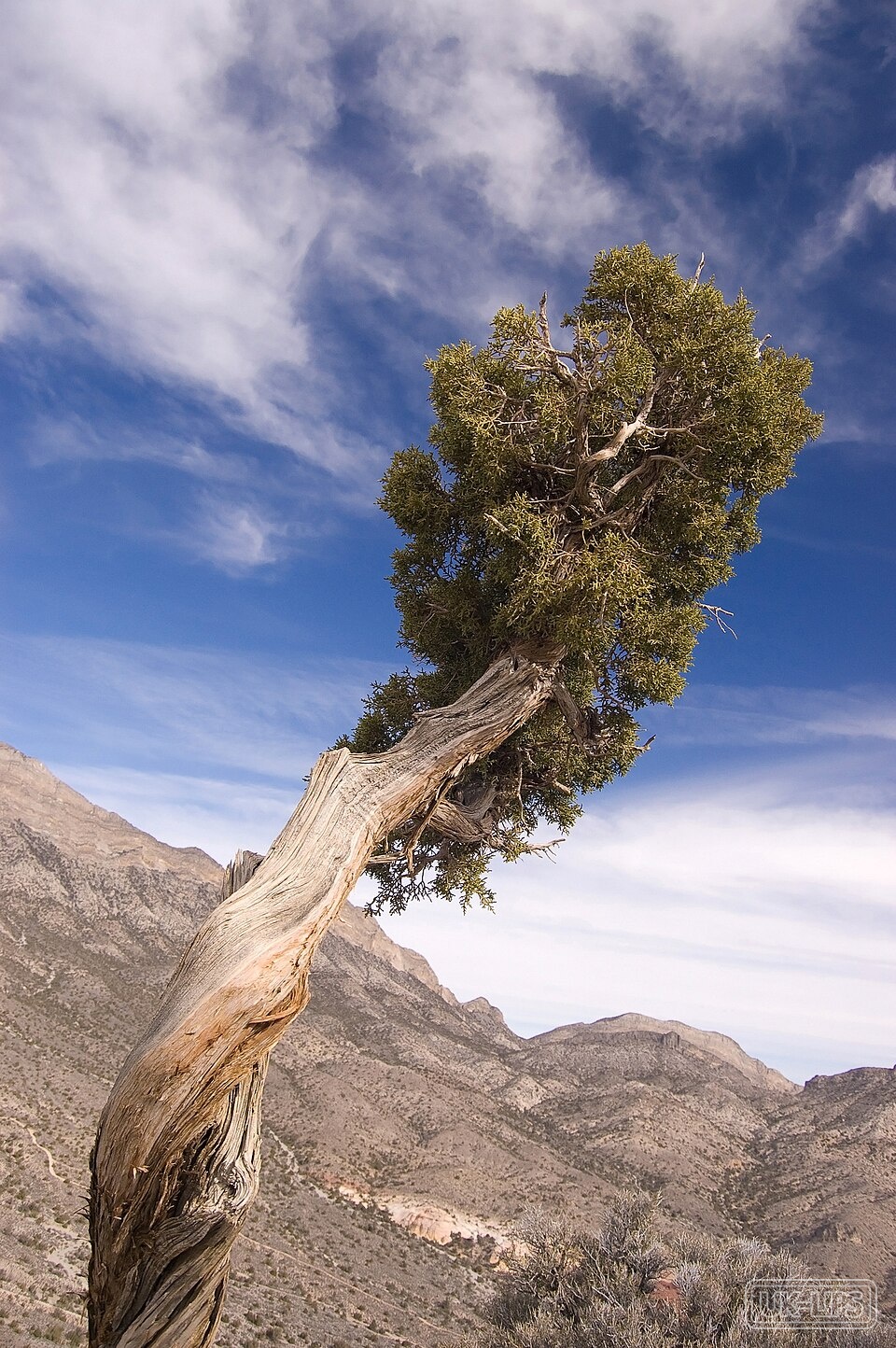 Juniper berry — Juniper berry comes from the small, bluish-black cones of the Juniperus communis evergr… | UK Lips ingredient guide