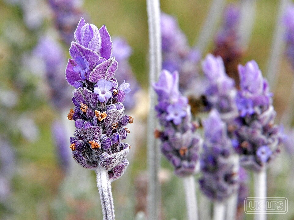 Lavandula Angustifolia (Lavender) Flower Extract — Lavandula Angustifolia Flower Extract is obtained from the flowering tops of the lavend… | UK Lips ingredient guide