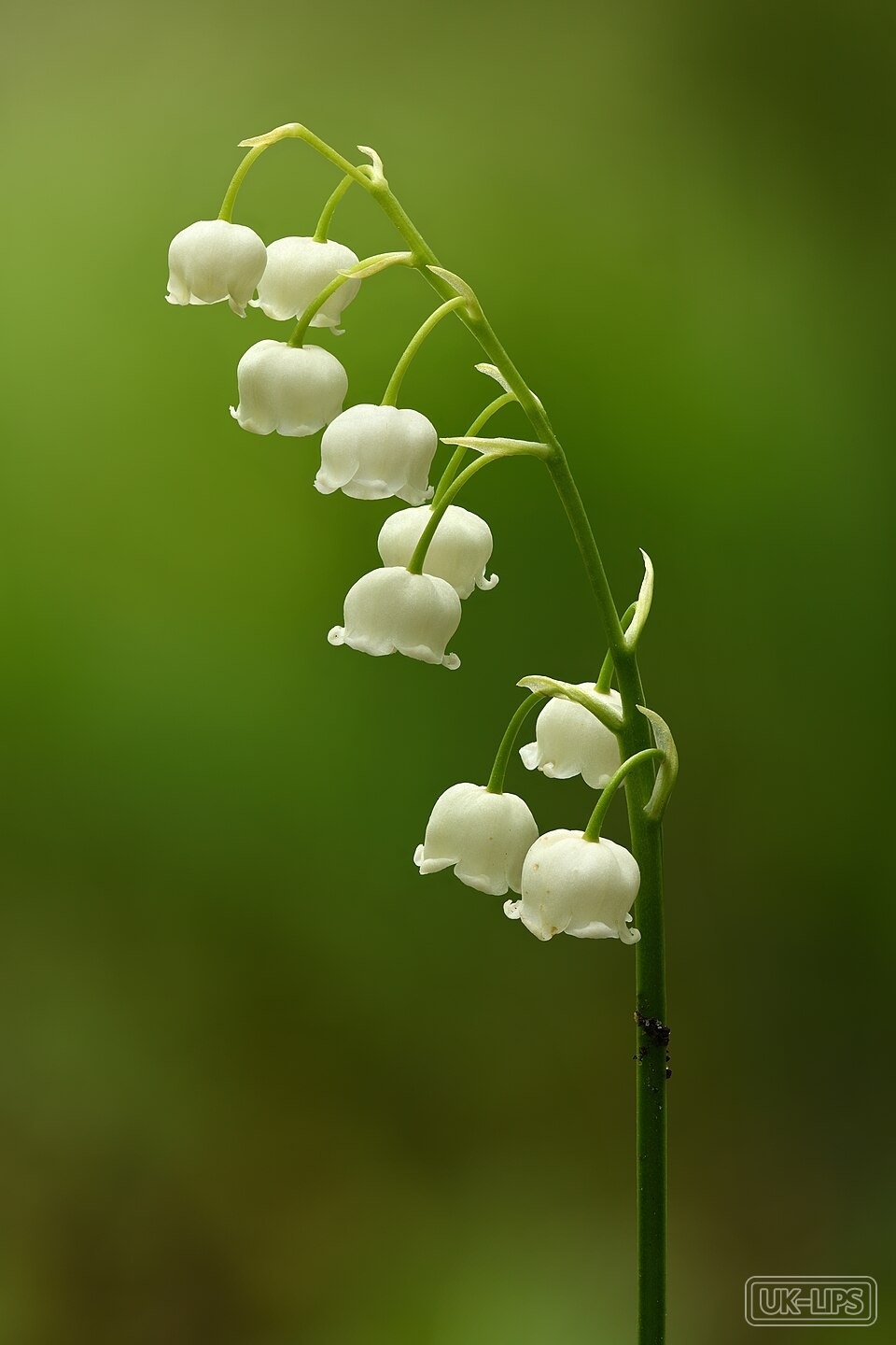Lily-of-the-Valley — Lily-of-the-Valley (Convallaria majalis) is a delicate woodland flowering plant native … | UK Lips ingredient guide
