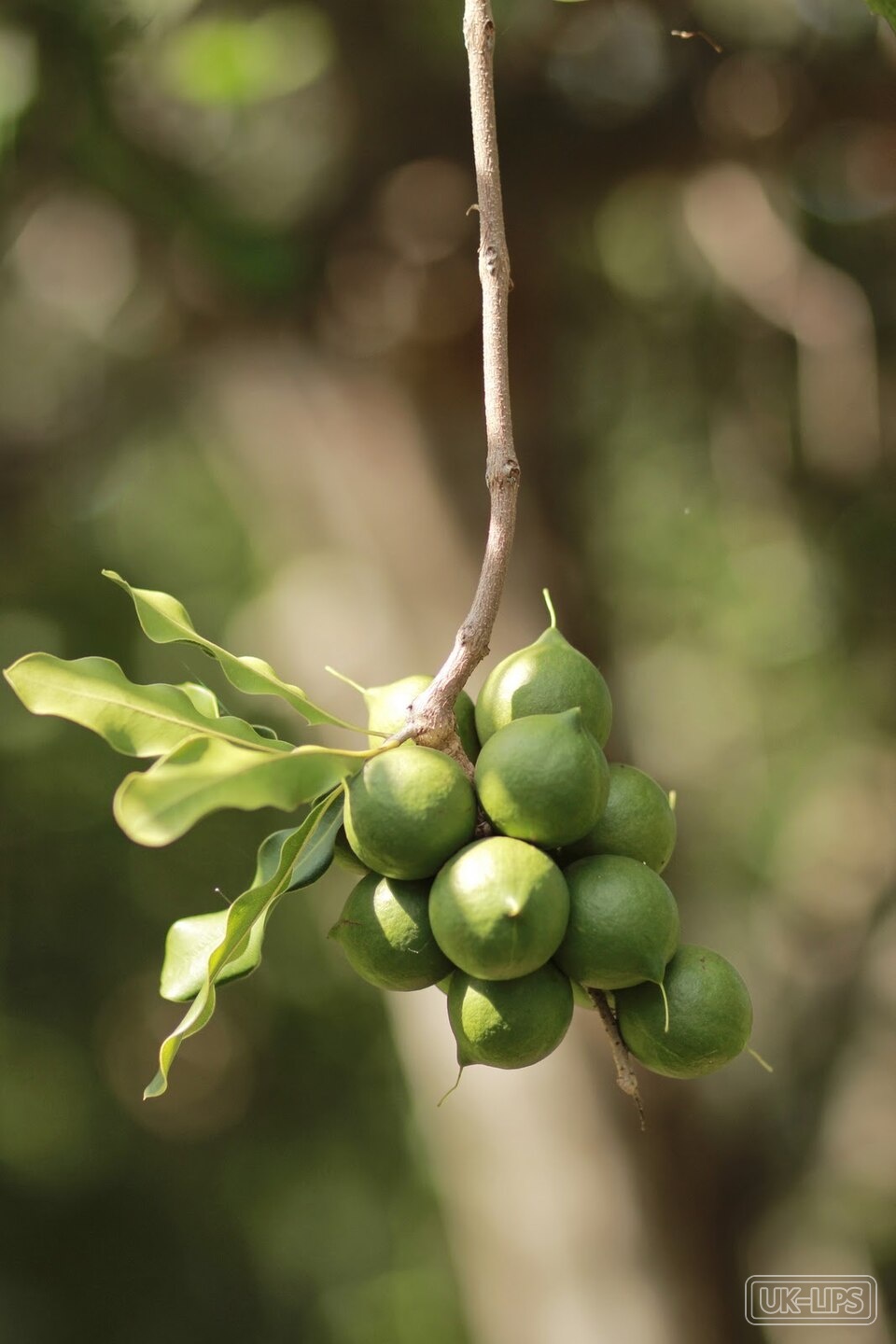 Macadamia Oil — Macadamia oil comes from the kernels of the macadamia tree native to Australia. The nut… | UK Lips ingredient guide