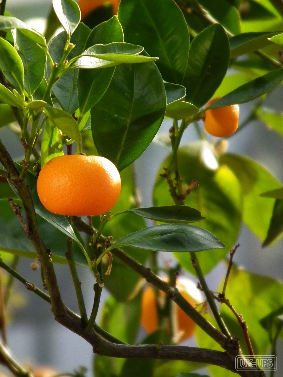 Mandarin — Mandarin comes from the peel of the fruit of Citrus reticulata, a small citrus tree nat… | UK Lips ingredient guide