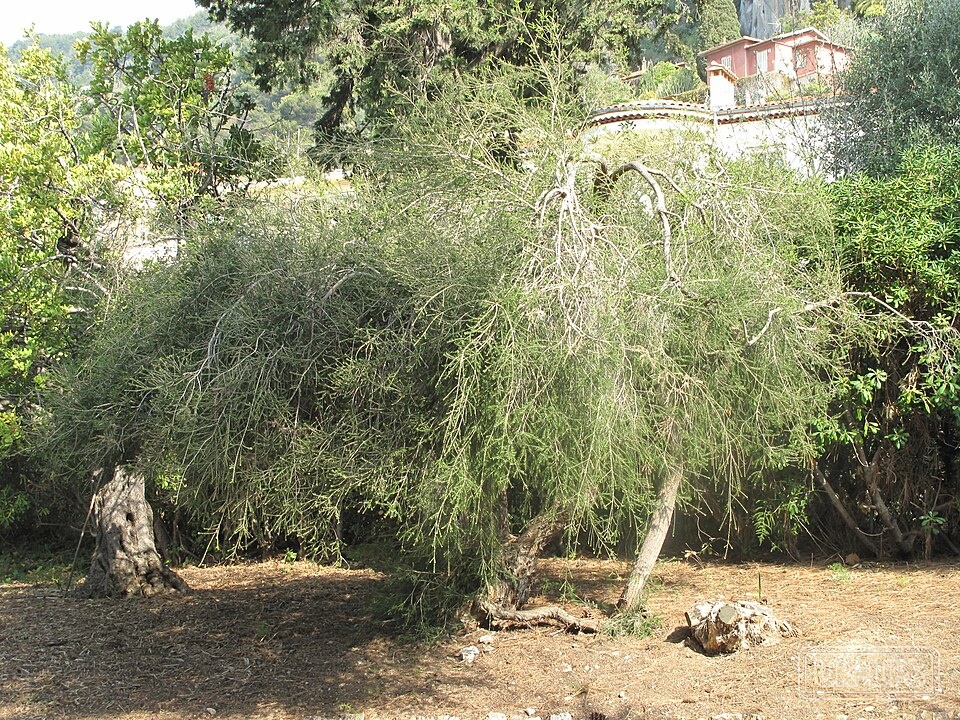 Melaleuca Alternifolia (Tea Tree) Leaf Oil — Melaleuca Alternifolia (Tea Tree) Leaf Oil is steam-distilled from the leaves and termi… | UK Lips ingredient guide