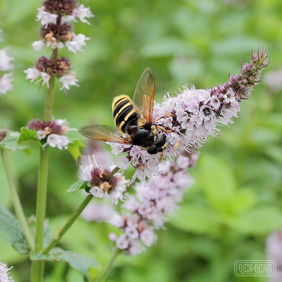 Mentha Piperita (Peppermint) Oil — Mentha Piperita Oil is steam-distilled from the flowering tops and leaves of the pepper… | UK Lips ingredient guide