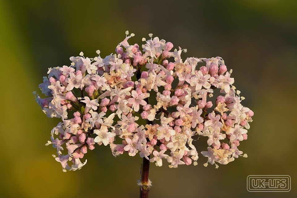 Naturally Derived Plant Extracts — These extracts come from a wide variety of plants including flowers such as chamomile a… | UK Lips ingredient guide