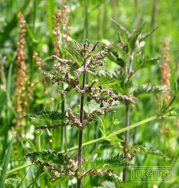 Nettle Extract — Nettle Extract is obtained from the leaves and stems of Urtica dioica, the common sting… | UK Lips ingredient guide