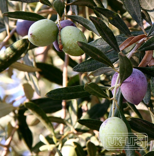 Olea Europaea (Olive) Fruit Oil — Olea Europaea (Olive) Fruit Oil is obtained by cold-pressing the fleshy fruit of the ol… | UK Lips ingredient guide
