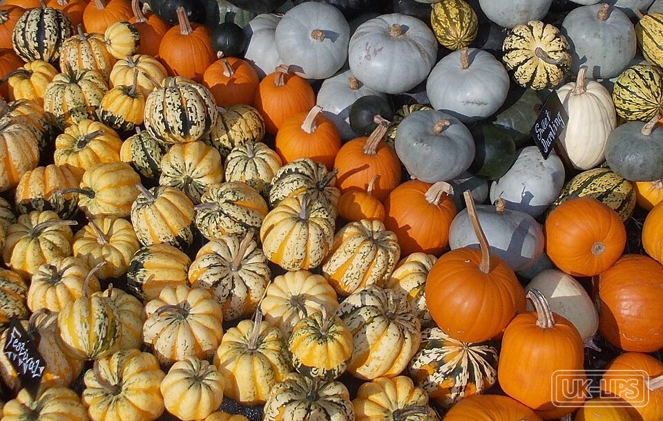 Organic Pumpkin Seed Oil — Organic pumpkin seed oil is obtained by cold-pressing the roasted or raw seeds of the p… | UK Lips ingredient guide