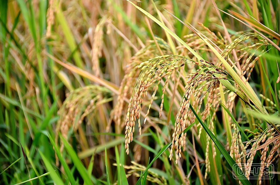 Oryza Sativa (Rice) Extract — Oryza Sativa (Rice) Extract is obtained from the seeds of the rice plant, a staple cere… | UK Lips ingredient guide