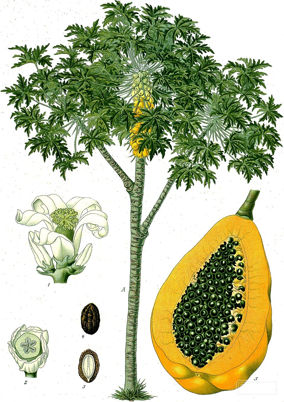 Papain — Papain is naturally derived from the latex of unripe green papaya fruit (Carica papaya)… | UK Lips ingredient guide