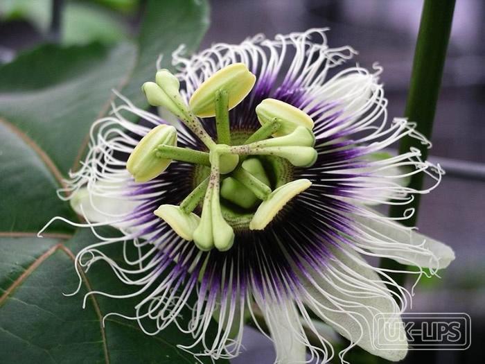 Passionfruit — Passionfruit is the edible fruit of the Passiflora edulis vine, a tropical climbing pla… | UK Lips ingredient guide