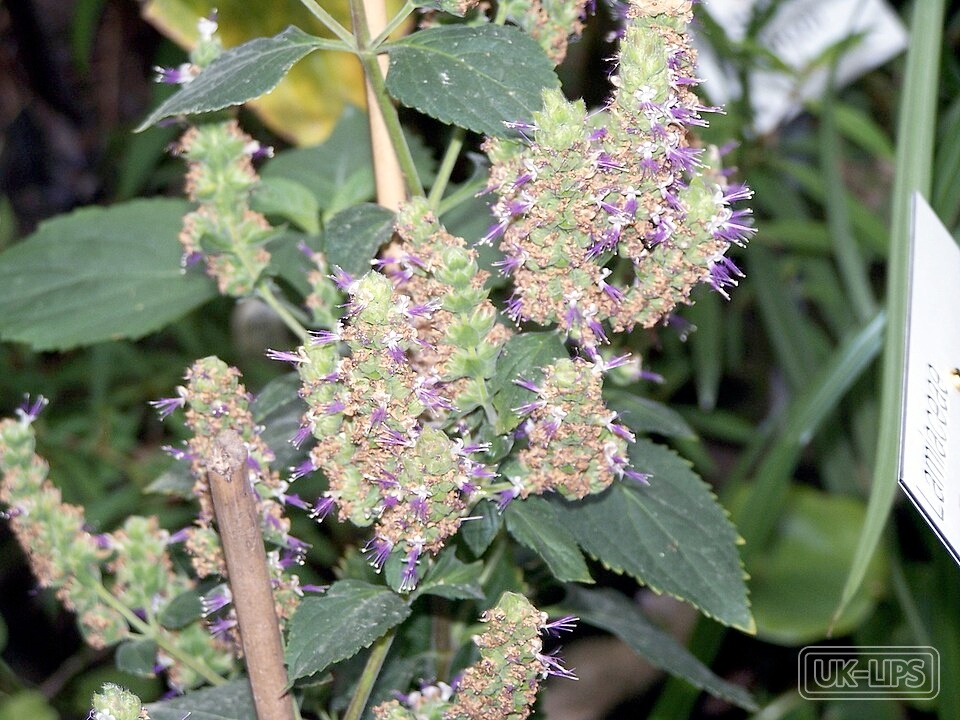 Patchouli — Patchouli oil is steam-distilled from the dried leaves of Pogostemon cablin, a fragrant… | UK Lips ingredient guide