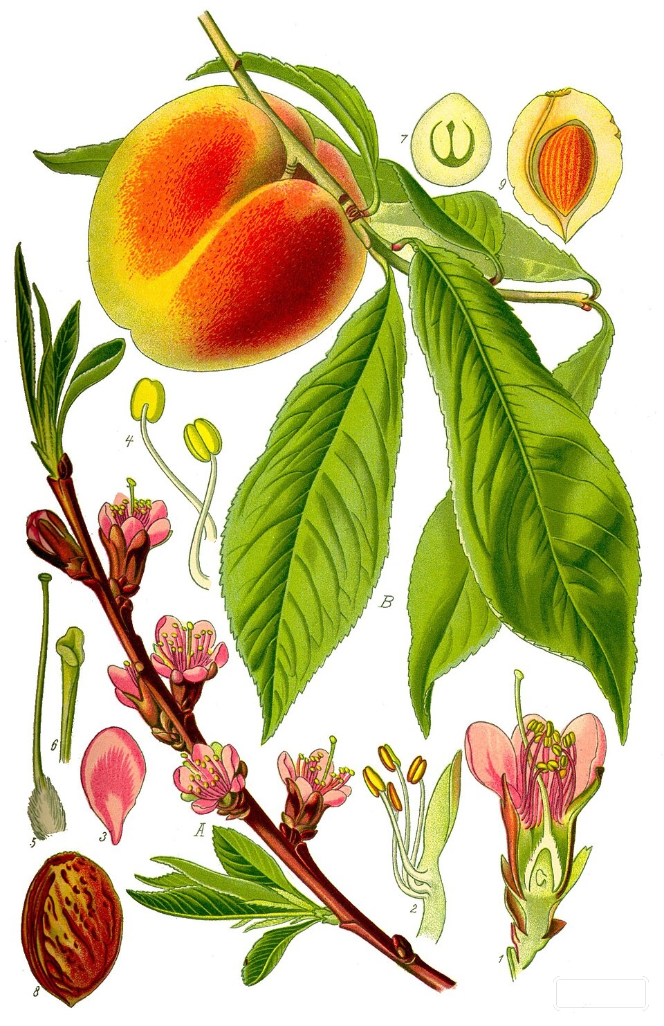 Peach Extract — Peach extract is obtained from the fruit of the peach tree (Prunus persica), a stone fr… | UK Lips ingredient guide