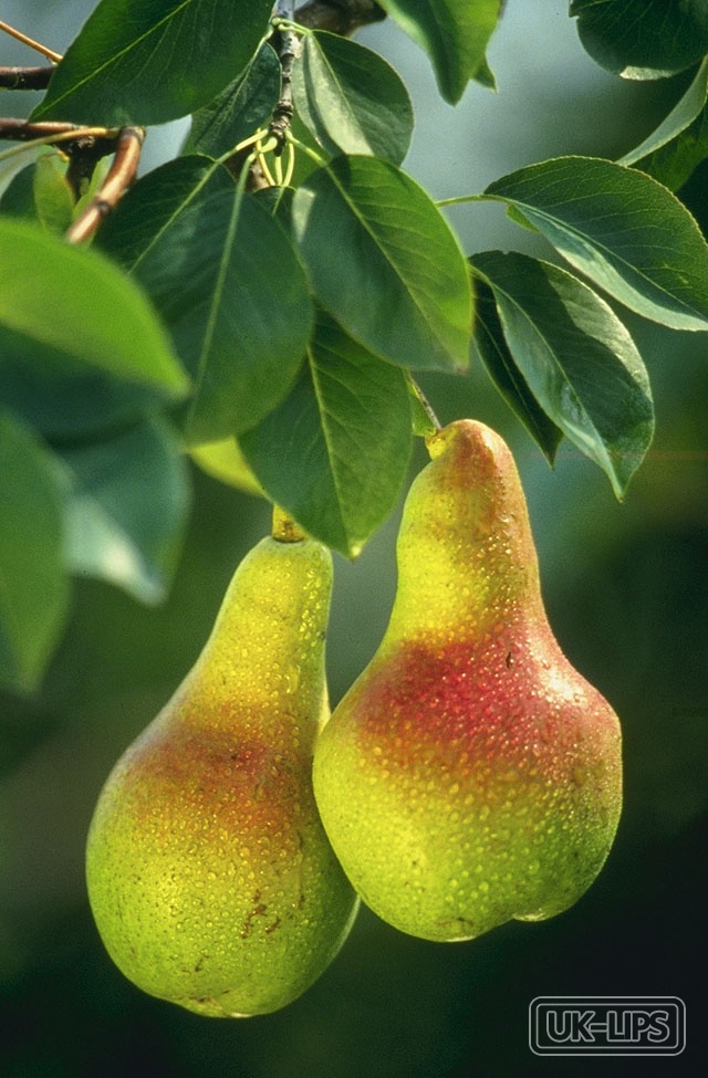 Pear — Pear extract is obtained from the fruit of the Pyrus communis tree, a common orchard pl… | UK Lips ingredient guide