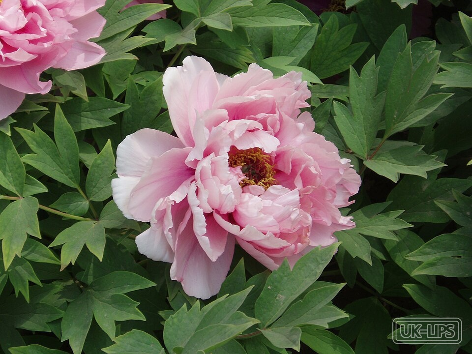 Peony — Peony extract is obtained from the petals and roots of the Paeonia lactiflora plant, a … | UK Lips ingredient guide