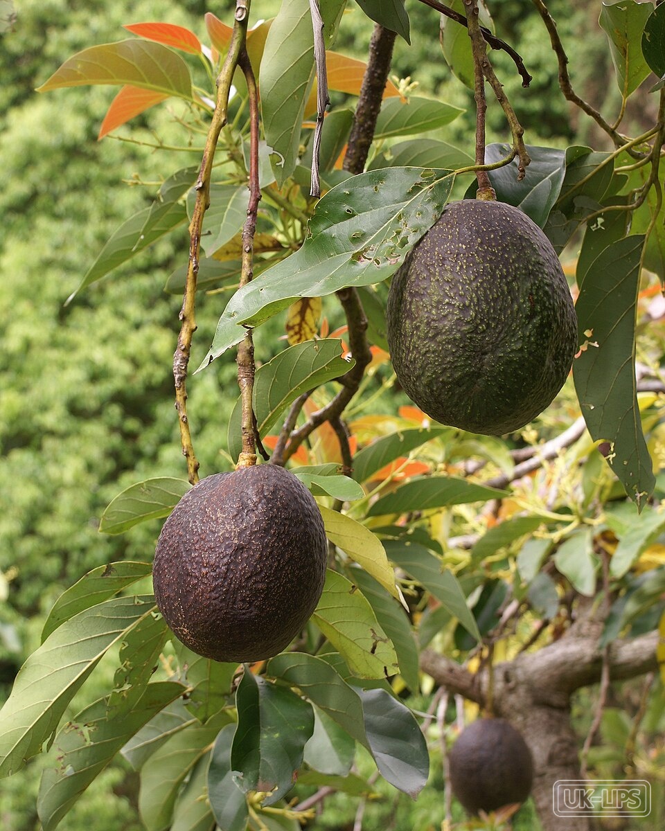 Persea Gratissima Oil — Persea Gratissima Oil is obtained by cold-pressing the creamy flesh of the avocado frui… | UK Lips ingredient guide