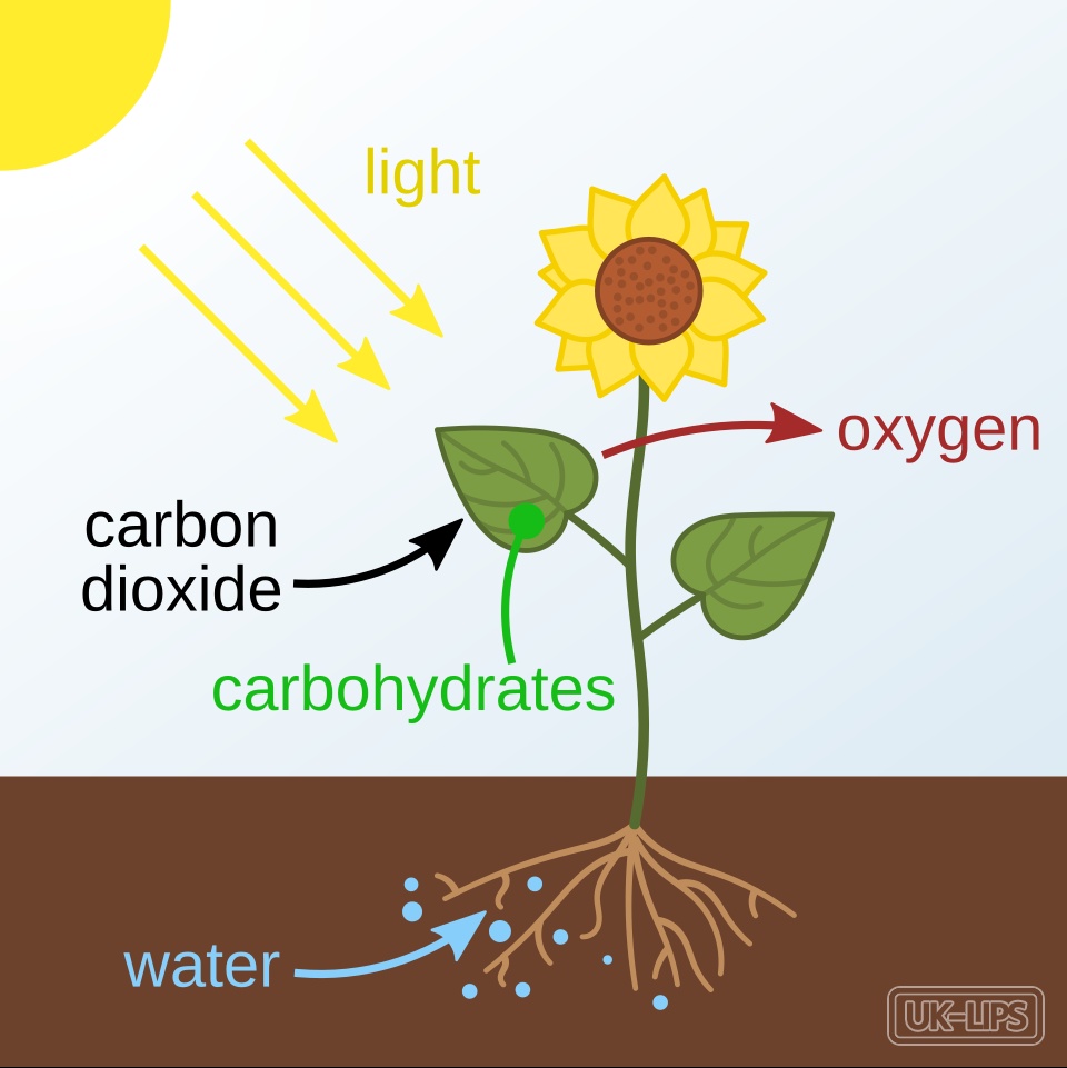 Phytomelanin — Phytomelanin is a dark polymeric pigment naturally found in the seed coats of certain p… | UK Lips ingredient guide