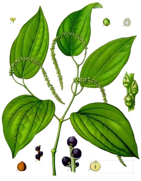 Pink Pepper — Pink pepper comes from the dried berries of the Schinus molle tree, also known as the P… | UK Lips ingredient guide