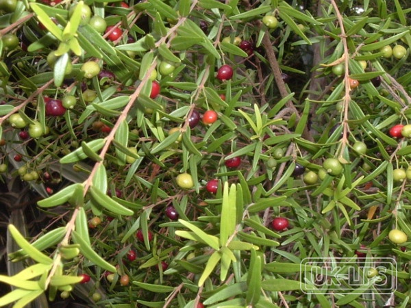 Pitanga Extract — Pitanga extract comes from the fruit of the Eugenia uniflora tree, commonly known as th… | UK Lips ingredient guide