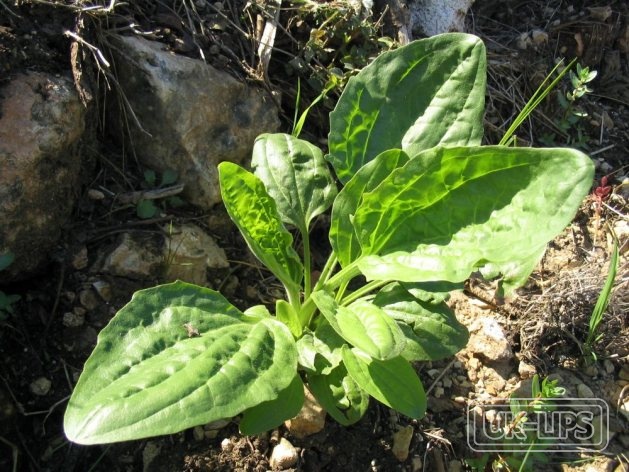Plantago Lanceolata Leaf Extract — Plantago Lanceolata Leaf Extract comes from the leaves of the ribwort plantain (Plantag… | UK Lips ingredient guide