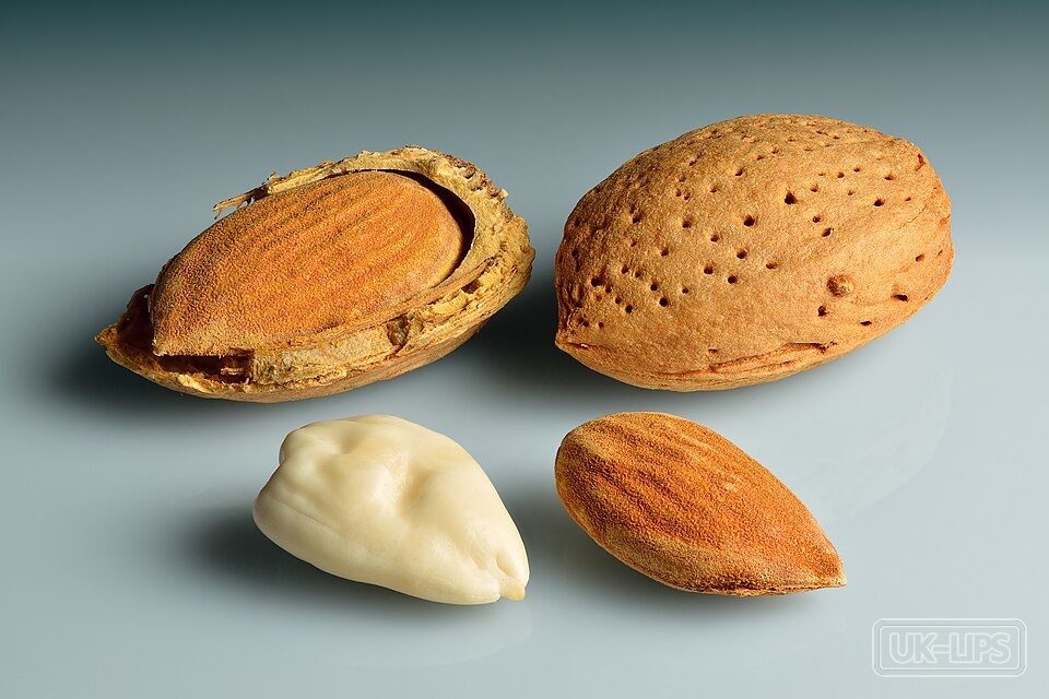 Prunus Armeniaca Kernel Oil — Prunus Armeniaca Kernel Oil is cold-pressed from the kernels (seeds) of the apricot fru… | UK Lips ingredient guide
