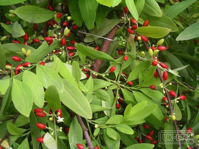 Quinoa extract — Quinoa extract is obtained from the seeds of Chenopodium quinoa, a hardy flowering plan… | UK Lips ingredient guide