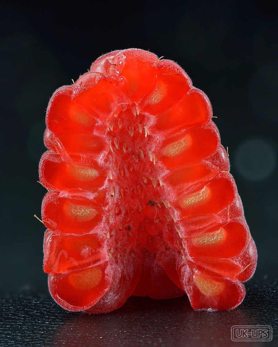 Raspberry — Raspberry (Rubus idaeus) is a perennial fruit-bearing plant native to Europe and parts … | UK Lips ingredient guide