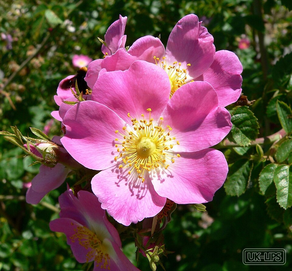 Rosa Centifolia Flower Water — Rosa Centifolia Flower Water is derived from the petals of the Rosa centifolia plant, c… | UK Lips ingredient guide