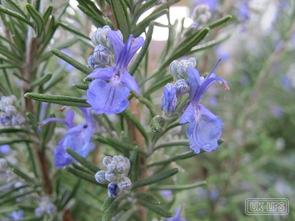 Rosmarinus officinalis (Rosemary) leaf oil — Rosmarinus officinalis leaf oil is steam-distilled from the needle-like leaves of the r… | UK Lips ingredient guide